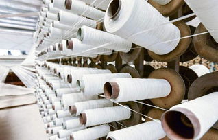 農村 搖錢樹 開花時,有沁人心脾的酒香,幼苗可賣700多元